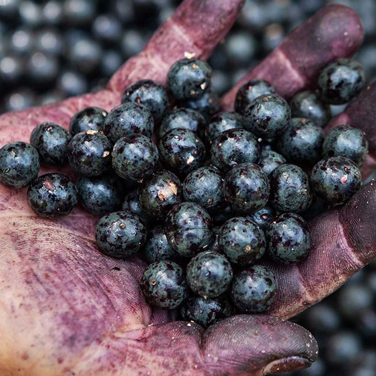 Açaí berries on the branch